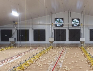 Ventilation System in Poultry: The Ultimate Guide to Ideal Airflow for Healthy Flocks