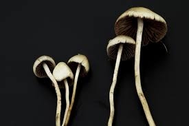 The Last Trip: Psilocybin as a Guide to Dying in Final Notes