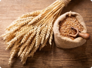 Planning for 2025: What Alberta Growers Should Know About Winter Wheat Seed, Carver, Esma, and Stronghold Seeds
