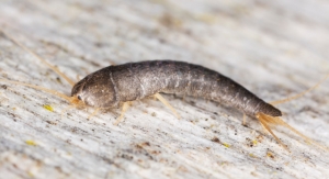 What Are the Signs of a Silverfish Infestation in Abbotsford?