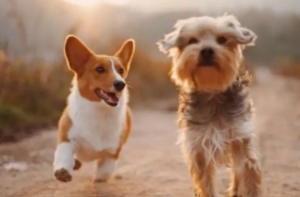 Understanding Liability Pet Insurance: What Every Dog Owner Should Know