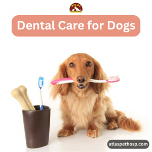 dog microchipping