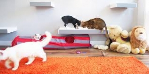 Paws, Coffee, and Comfort: Exploring Cat Cafes and Pet Cafes in Surfers Paradise