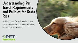 Bringing your pet to paradise: a complete guide to Costa Rica’s pet import requirements