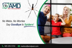 A Complete Guide to Find the Best Spider Control Services in 2025