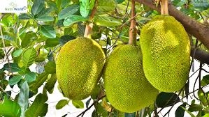 Why Jackfruit Might Be the Next Big Thing in Superfoods