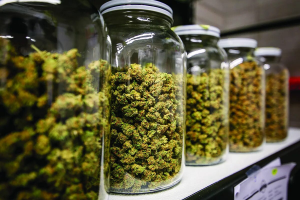 Best Dispensary Near Me for Premium Cannabis Picks