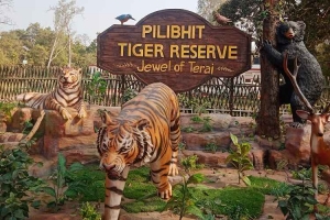 Experience the Thrill of a Jungle Safari at Pilibhit Tiger Reserve