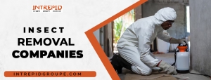 Top Insect Removal Company in Dubai | Intrepid Pest Control