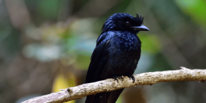 When is Peak Birding Season in the Rio Grande?     
