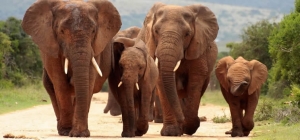 Zanzibar And Safari Package: How Many Days You Need To Travel Around And Have A Fulfilled Trip? 