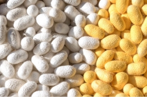 How Is Silk Made? The Journey from Cocoon to Fabric