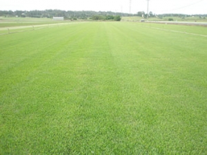 Experts-Backed Turf Services For Old And New Lawns In Sydney