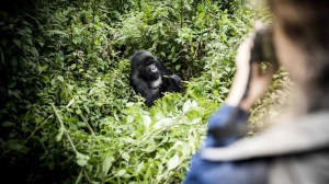 Best Time to Go for Rwanda Luxury Holidays