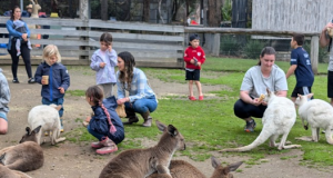 Where to See Kangaroos in Sydney: Top Spots to Visit