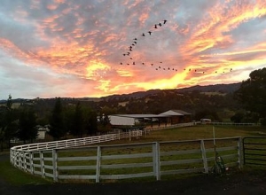 Discover the Best Horse Stables in California for Your Horse