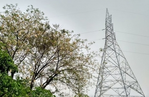 Who Handles Trees Near Power Lines? Understanding Risks and Responsibilities