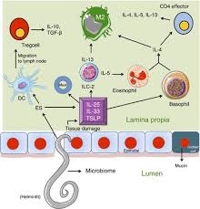 Anthelmintic Therapies: Combating Parasitic Worms in Humans with Ivermectin