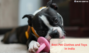 Best Pet Clothes and Toys in India: Style & Play Redefined by The Pet Closet