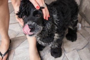 The Role of Personalized Care in Dog Boarding Advance NC