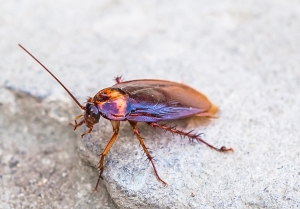 What Should You Expect from a Cockroach Removal Service in Abbotsford?