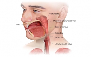 Oropharyngeal Cancer Market Size, Trends, and Growth Outlook 2025-2032