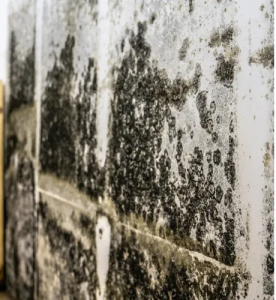 Ensuring Health and Luxury: The Importance of Commercial & Residential Mold Testing in Beverly Hills