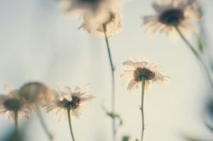 Aromabranding für Unternehmen: Wie ein individueller Duft zur Marke wird