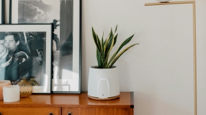 Why Natural Air Purifiers Are Ideal for Small Apartments