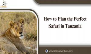 How to Plan the Perfect Safari in Tanzania