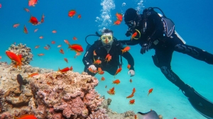 Why Scuba Diving in Koh Tao Is on Every Diver’s Bucket List