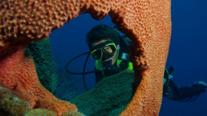 Everything You Need to Know About Diving in Koh Tao: Seasons, Sites, and Tips
