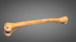 Bone Cement Market Size, Trends, and Strategic Outlook 2025-2032