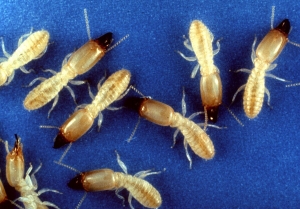 How to Identify Tiny Baby Termites in Your Home