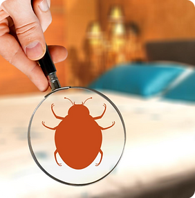 The Top 5 Pest Control Solutions for Common Household Pests