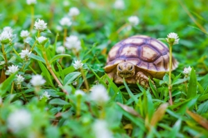 What Turtle Can Eat to Stay Strong and Active