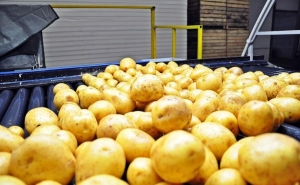Potato Processing Market Size to Hit USD 57.79 Billion by 2032: Trends, Segments & Regional Outlook