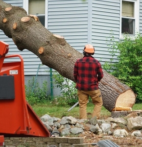 Professional Tree Removal Services – Safe, Fast & Affordable