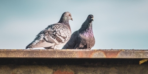 Bird Proofing Solar Panels in Adelaide: Protect Energy & Home