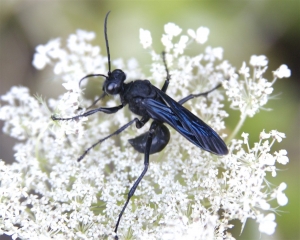 How to Get Rid of the Black Wasp in Texas