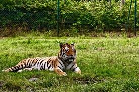 Golden Triangle Tour with Ranthambore – Tigers & Taj Awaits
