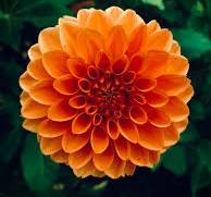 Why Roses Rule: The Most Popular Flower for Flower Delivery NYC