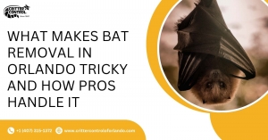 What Makes Bat Removal in Orlando Tricky and How Pros Handle It