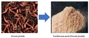 Long-Term Outlook: Earthworm Meal Market Poised for Sustainable Global Expansion