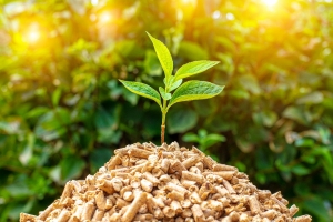 Japan Biomass Market Size, Share, and Growth Analysis 2025-2033
