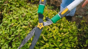 Sunlight Water & Us Grows Healthier Yards with Tree and Shrub Care