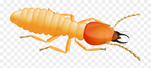 Early Signs of a Tiny Baby Termite Infestation