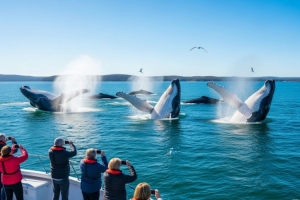 Discover the Magic of Nelson Bay: Your Ultimate Coastal Escape