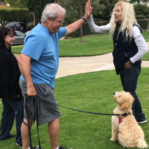 10 Training Tools Every Professional Dog Trainer Swears By (And Why)