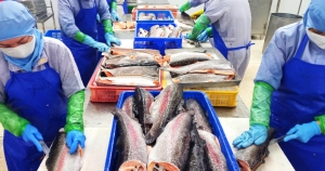 Global Fish Processing Market: Size, Trends, and Strategies